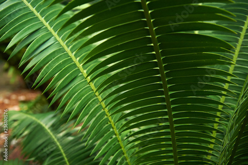 Cycad branch in rainforest