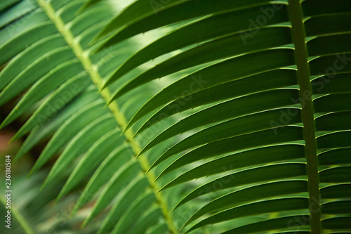 Cycad branch close-up © Olgalele
