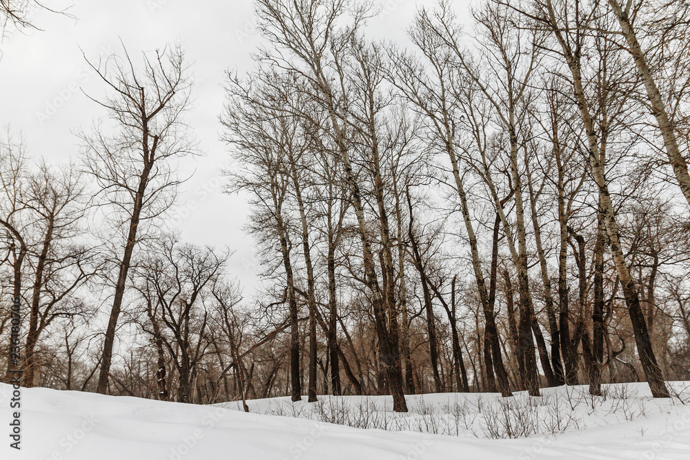 Naklejka premium winter forest with trees covered with snow