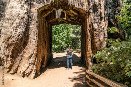 Giant sequoia tree trunk tunnel with a woman