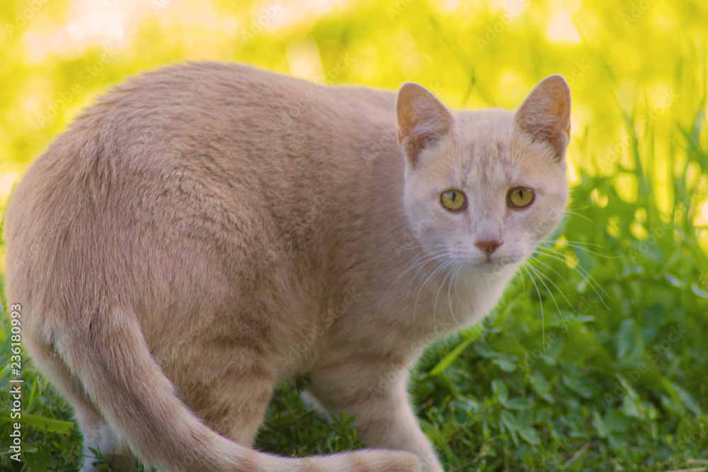 Fototapeta premium gatto rosso sul prato