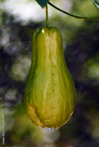 planta de chayote