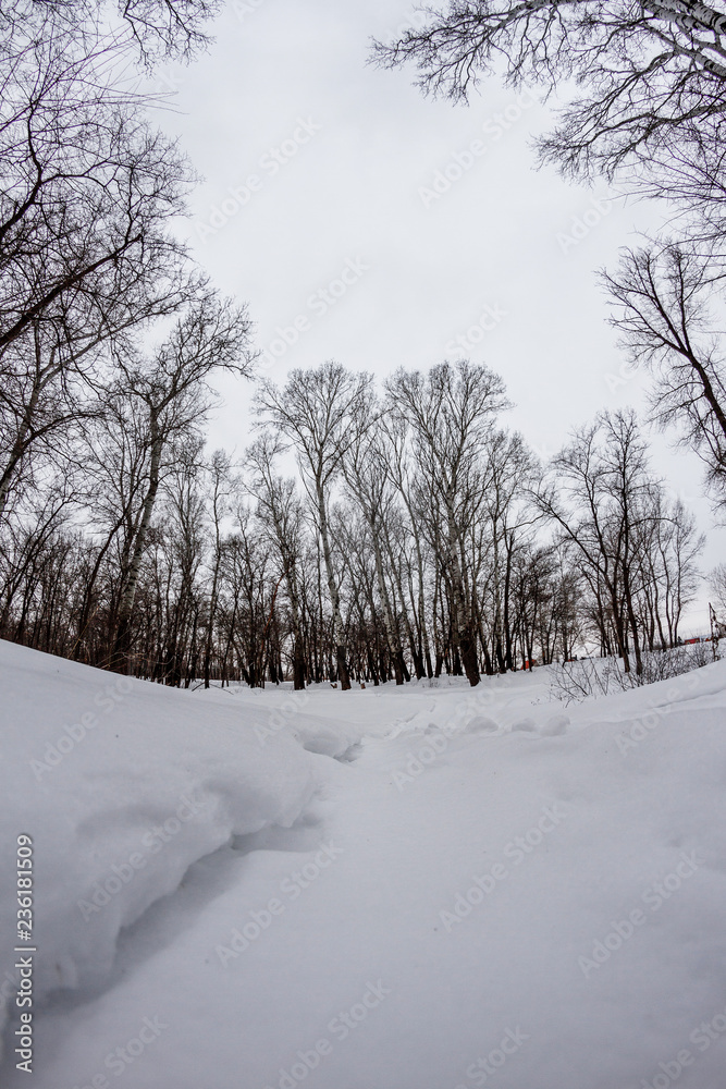 Fototapeta premium winter forest with trees covered with snow