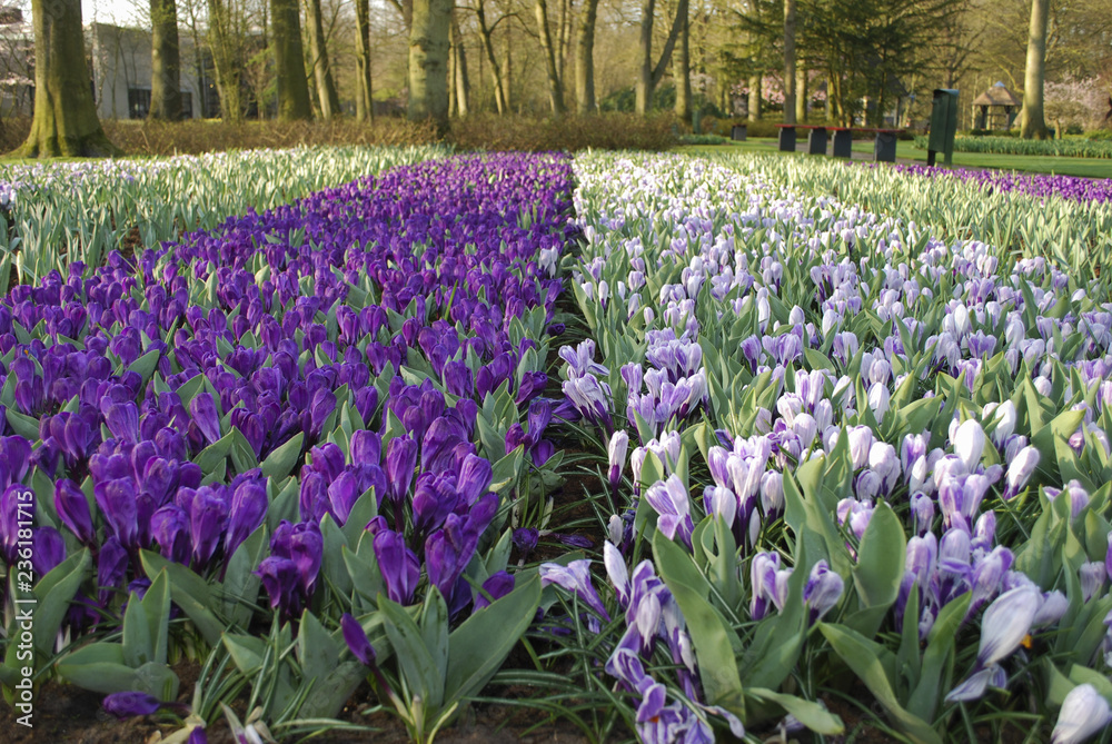 Crocus Jumbo Flower Record and Pickwick grown in the park. Spring time in Netherlands. Crocus Jumbo Flower Record and Pickwick grown in the park. Spring time in Netherlands.
