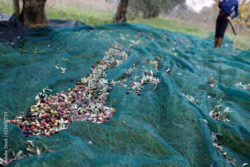 raccolta olive photo