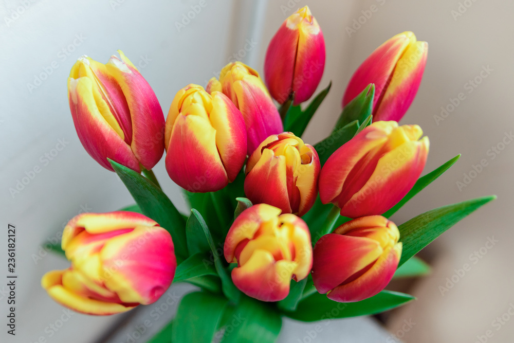 Fototapeta premium Bouquet red and yellow tulips. Soft focus.