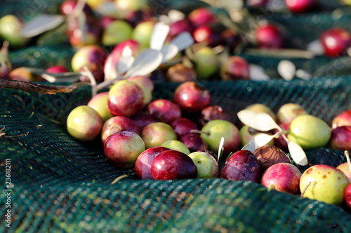 raccolta olive