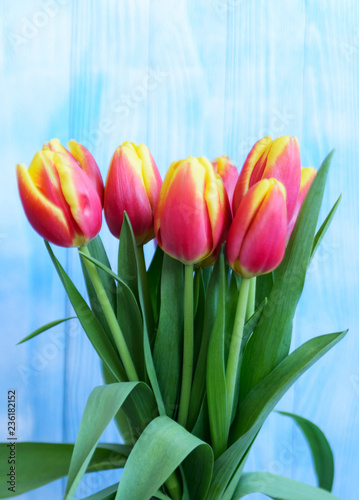 Bouquet red and yellow tulips on blue background. Defocused background