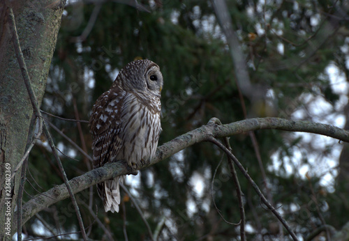 Barred Owl in forest