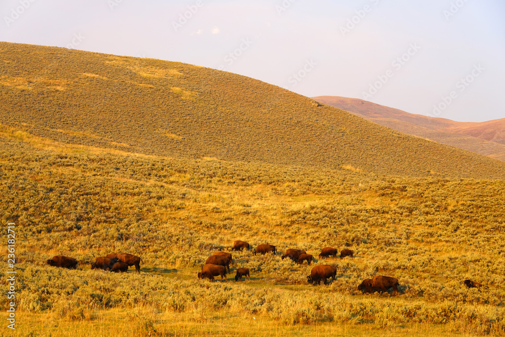 Obraz premium View of a herd of bison in the grass in Yellowstone National Park, Wyoming