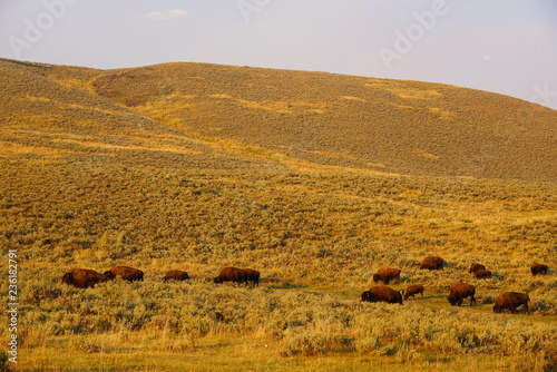 View of a herd of bison in the grass in Yellowstone National Park, Wyoming © eqroy