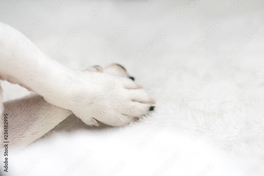 dog paw rests on the foot white background sofa, daylight