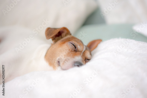 dog pet jack russell terrier put his face on a white cushion and sleeps
