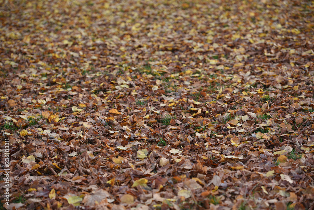 Autumn leaves on the ground as Winter approaches Autumn leaves on the ground as Winter approaches
