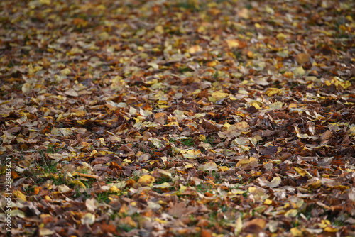 Autumn leaves on the ground as Winter approaches