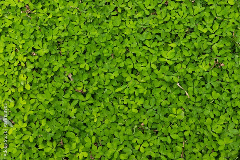 folhas verdes rasteiras folhas verdes rasteiras
