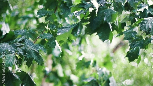 Gushing Rain among Maple Trees in the Garden. Raindrops Hitting the Green Leaves. Slo-Mo.