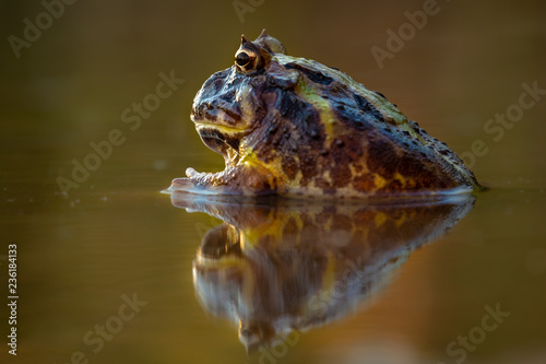 A big and scary frog sitting in a pond, perfect reflection. Colorful animal enjoying sunset warm light. Quiet and still.