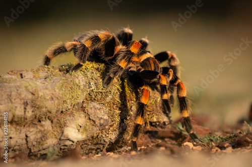 Fototapet Amazing spider crawling over a tree trunk