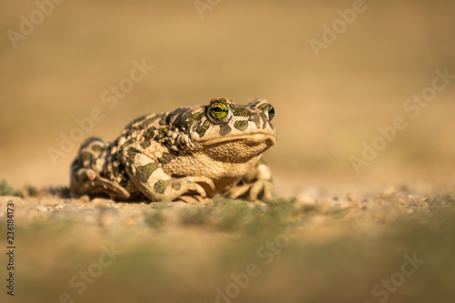 Big frog sitting on sand during summer sunset, enjoying the heat and warmth.