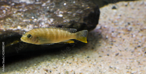 juvenile labidochromis perlmutt cichlid, a tropical fish from the lake malawi in Africa. photo