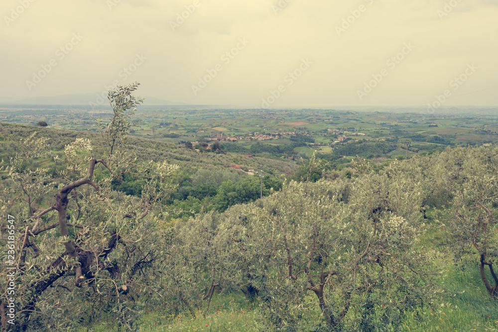 Tuscany countryside with olive trees growing on rolling hills.