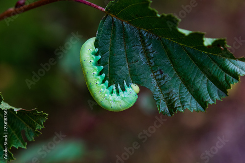 Green Caterpillar on green leaf close-up