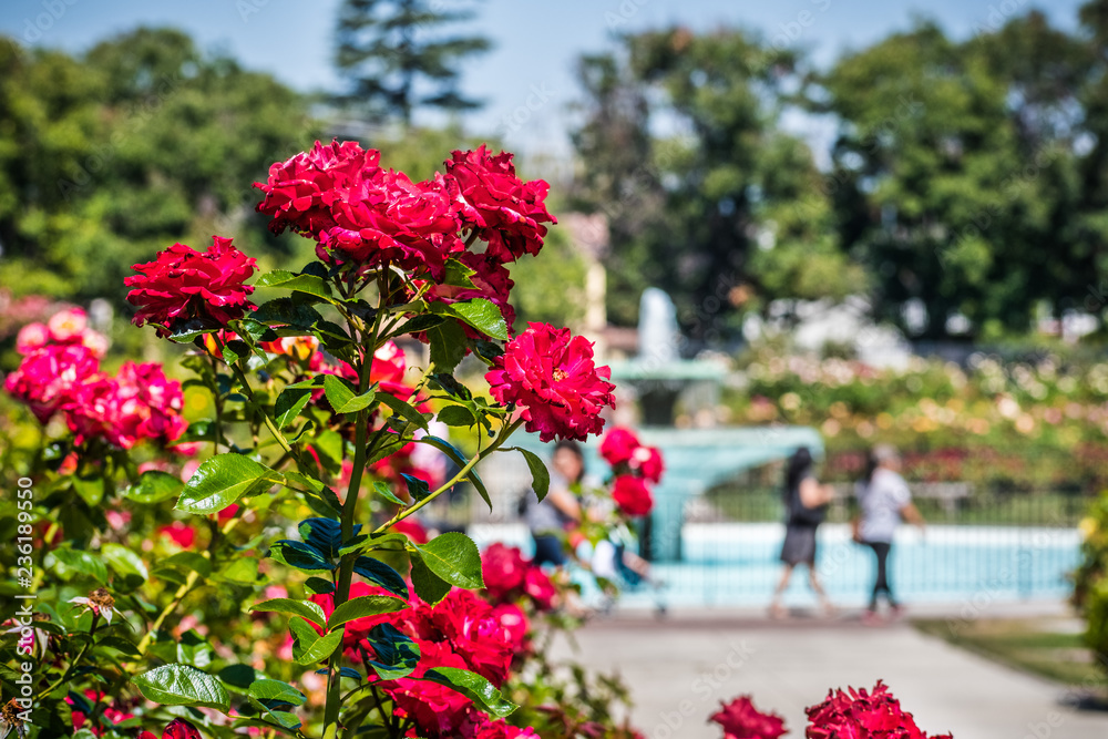 Beautiful blooming roses; people and water fountain visible in the blurred background; San Jose Municipal Rose Garden, south San Francisco bay area, California