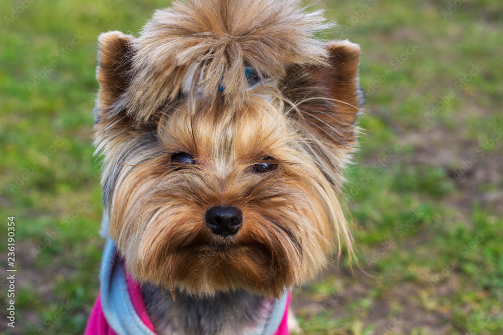 Portrait of Cute small yorkshire terrier on a green lawn outdoor, no people Portrait of Cute small yorkshire terrier on a green lawn outdoor, no people