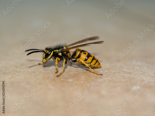 A hornet on the blurry background. © Michał Kiełbicki