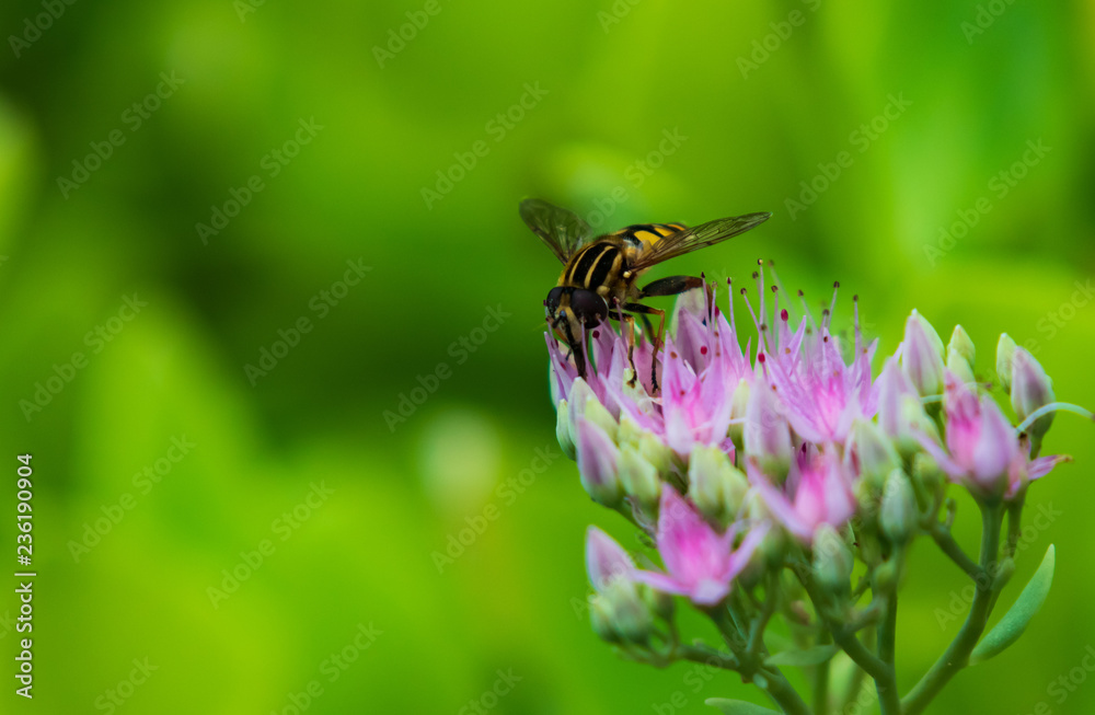 Bee collecting pollen on purple flowers, closeup Bee collecting pollen on purple flowers, closeup