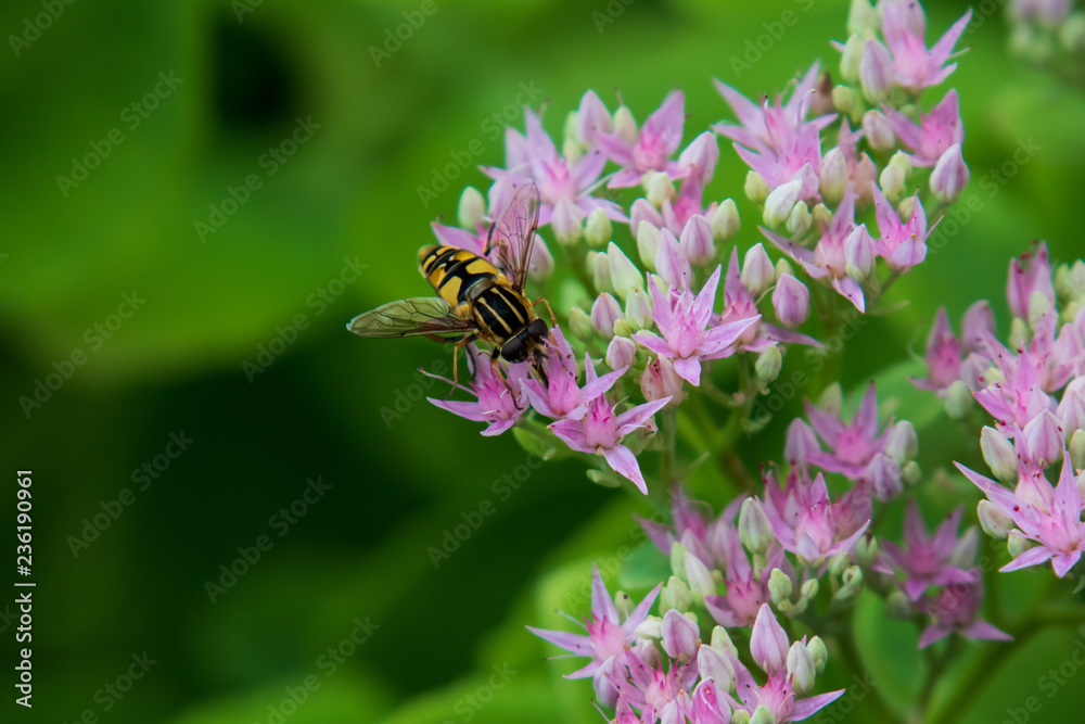 Bee collecting pollen on purple flowers, closeup Bee collecting pollen on purple flowers, closeup