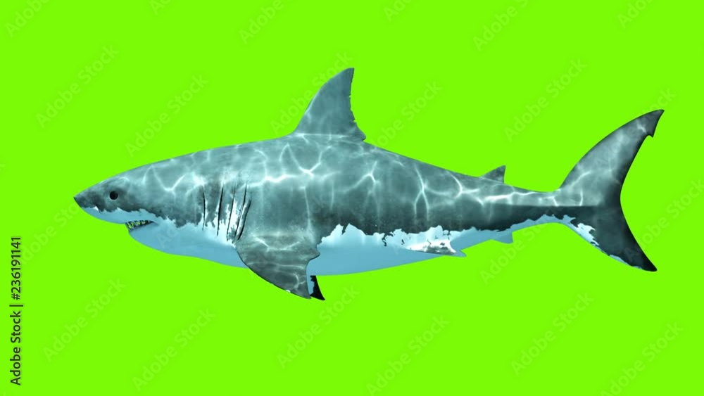 Great White Shark Megalodon on a green background. Two seamless looped 3d animations. 4K.