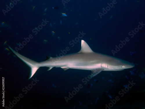 A Grey Reef Shark (Carcharhinus amblyrhynchos) in the Maldives © Rob