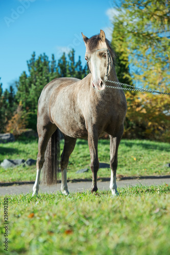 beautiful buckskin welsh pony mare posing in beautiful place