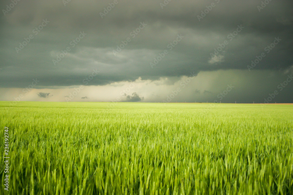 Obraz premium green wheat field and stormy sky
