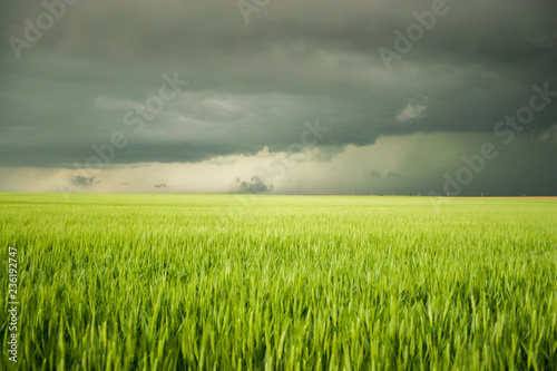 green wheat field and stormy sky