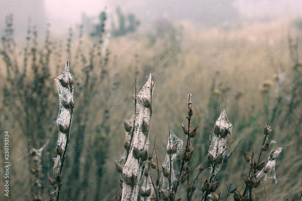 Fototapeta premium Drops