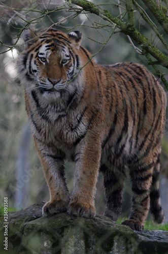 Amur Tiger