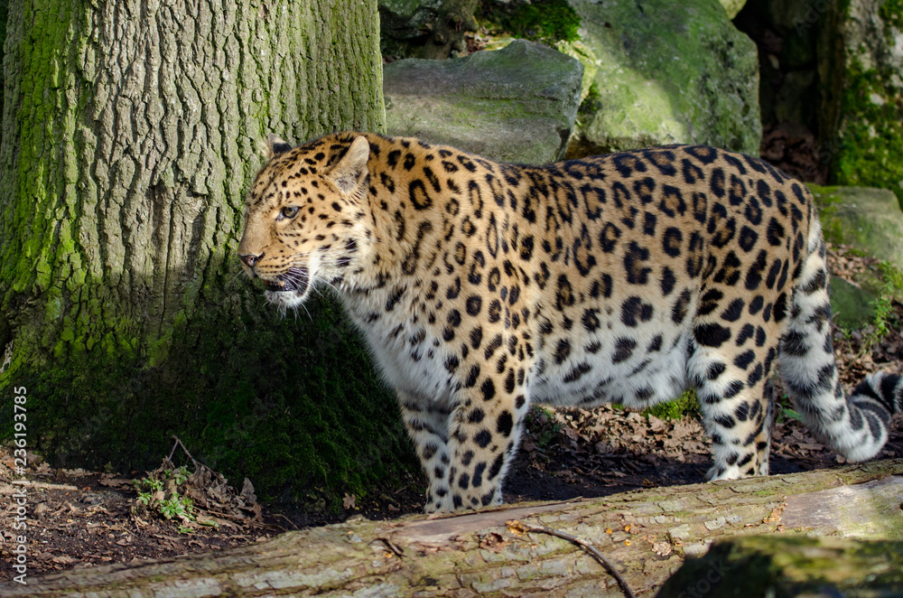 Obraz premium Amur Leopard