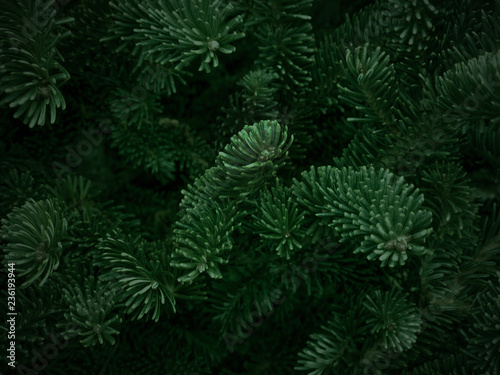 Dark Green Fraser Fir Christmas Texture Background