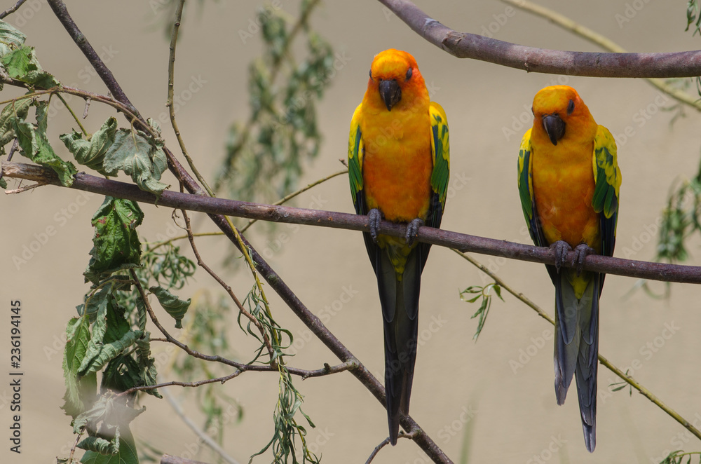 Obraz premium Sun Conure
