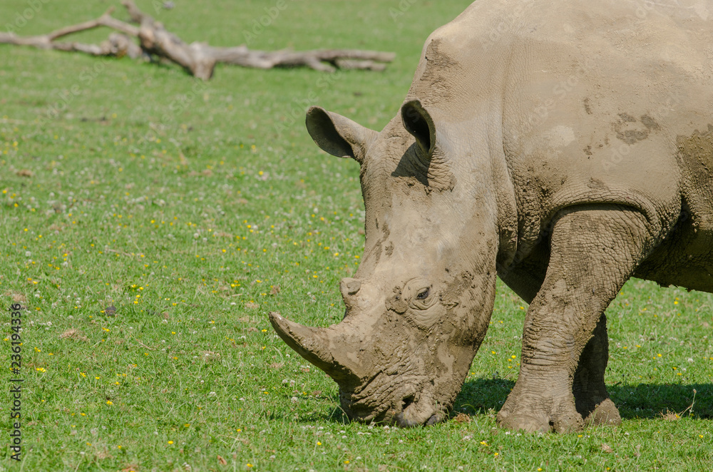 Fototapeta premium Rhino