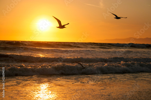 birds on sunset © Rob