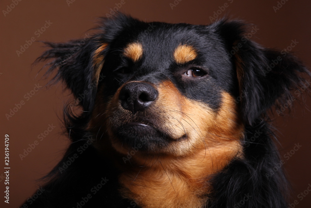 Beautiful dog Beautiful dog