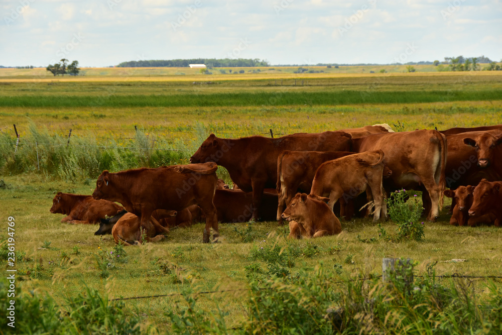 Beef cattle in green pasture in North Dakota. Beef cattle in green pasture in North Dakota.
