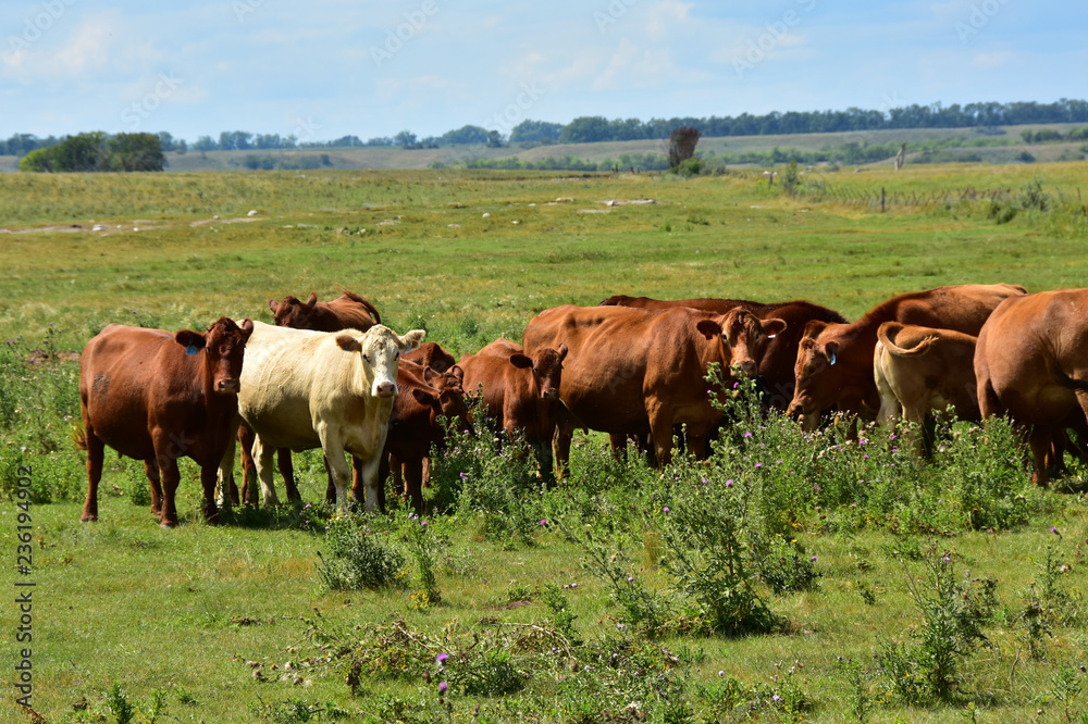 Beef cattle in green pasture in North Dakota. Beef cattle in green pasture in North Dakota.