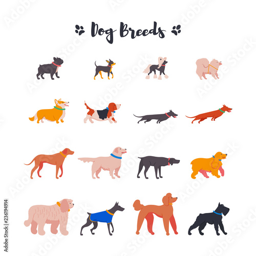 Vector illustration. Icons of dogs: french bulldog, toy terrier, spitz, corgi, basset hound, dachshund, rhodesian ridgeback, weimaraner, retriever, spaniel, komondor, doberman, poodle, mittelschnauzer