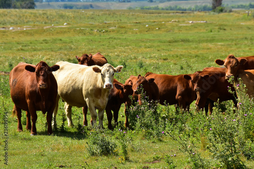 Beef cattle in green pasture in North Dakota.