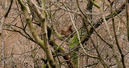 Red Squirrel sitting in a forest. Cute squirrel species on a mossy branch 135mm lens. 4K